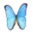 bbutterflyw avatar
