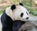panda1971 avatar
