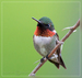 sfhummingbird avatar