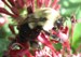 bumblebee222 avatar