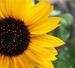 Sunflower09 avatar