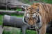 tigris530 avatar