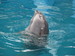 DolphinLover73 avatar